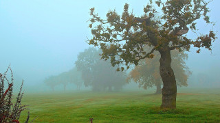 Foggy field tree bird mountains - a few bird free wallpaper