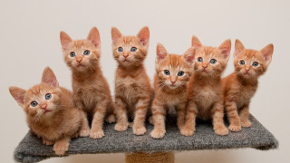 Kittens cat tree blue eyes - a group of kittens free wallpaper