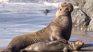 Sea lions beach ocean rocks - the beach next free wallpaper
