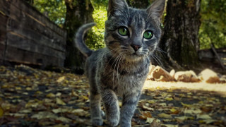 Cat leaf forest urban bokeh - a leaf free wallpaper