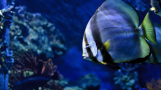 Fish water rocks plants nature - a fish free wallpaper