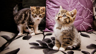Two kittens couch looking up - their eye free wallpaper