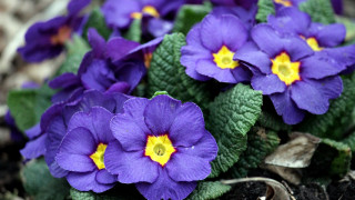 Purple flower garden macro blurry 2 - david budd free wallpaper
