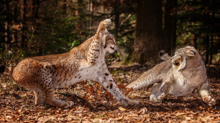 Lynx playful forest autumn wildlife - same free wallpaper