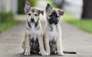 Puppies shiba inu outdoor blurry - two puppy free wallpaper