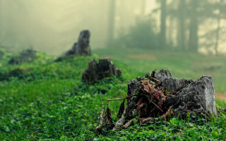 Tree stump foggy field trail - a grassy field free wallpaper