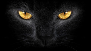 Black cat yellow eyes gothic - gothic free wallpaper for desktop