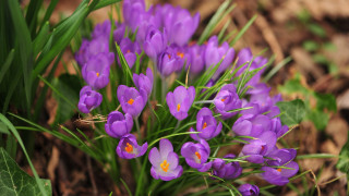 Purple flowers grass dirt leaves - anne rigney free wallpaper