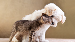 Cat dog playing balance animalphotography - its head on free wallpaper