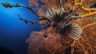 Large fish coral algae scuba - a scuba diver free wallpaper