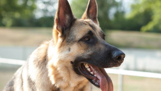 German shepherd tongue out blurry - maya free wallpaper