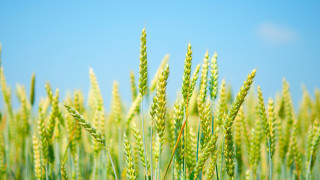 Green wheat blue sky clouds - heavy grain free wallpaper
