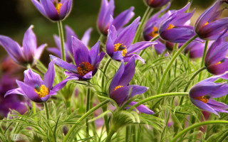 Purple flower macro nature blurry - yellow center free wallpaper