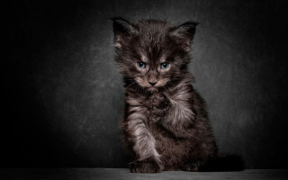 Small kitten on table blue - a small kitten free wallpaper