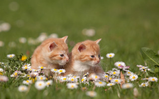 Kittens daisies blurry impressionist photography - two kitten free wallpaper
