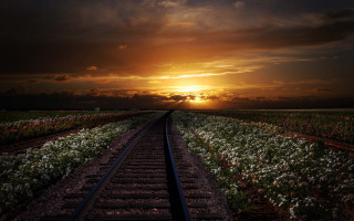 Sunset traintracks flower field cityscape - a train track free wallpaper