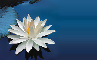 White flower blue pond fish - mouth free wallpaper