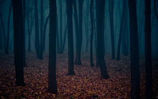 Dark forest foggy bamboo bare - a foggy sky above free wallpaper