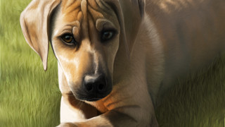 Dog laying on grass sad - its paw free wallpaper