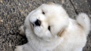 White dog stone floor cute - chang daichien free wallpaper