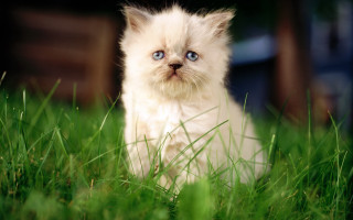 White kitten blue eyes grass - grass free wallpaper