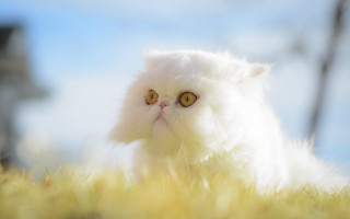 White cat yellow eyes grass - a white cat free wallpaper