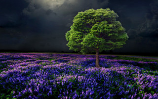 Moonlit tree purple flower field - moonlight free wallpaper
