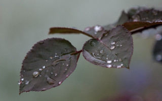 Leaf water droplets macro bubble 2 - water droplet free wallpaper