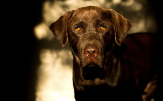 Dog yellow eye black background - a yellow eye free wallpaper