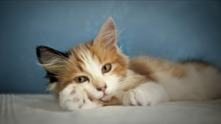 Cat bed wide eyes blue - the bed free wallpaper