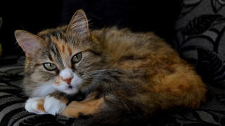 Cat laying couch banana rococo - daphne allen free wallpaper