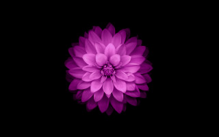 Purple flower dark background black 3 - the dark background free wallpaper
