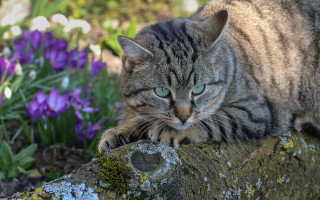 Cat tree stump garden purple - mossy free wallpaper