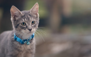 Cat blue collar tiltshift animal - a blue collar free wallpaper