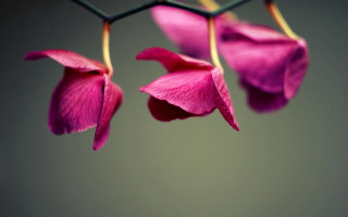 Flower closeup green stem pink - a few pink flower free wallpaper