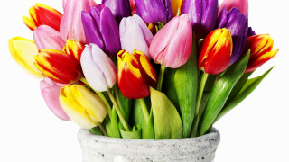 Colorful flowers vase still life - colorful flower free wallpaper