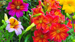 Garden flower field impressionist blurry - together free wallpaper