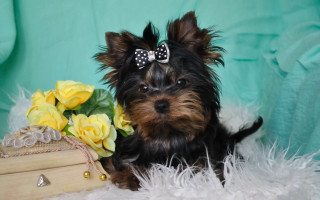 Small dog bow flower books - brenda chamberlain free wallpaper