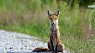 Curious fox on gravel road - a fox free wallpaper
