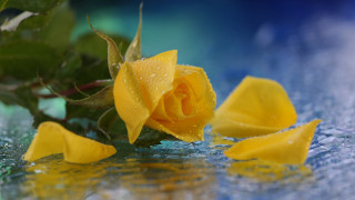 Yellow rose water droplets blue 2 - a yellow rose free wallpaper