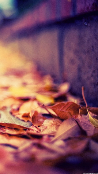 Leaf ground brick wall yellow - florianne becker free wallpaper