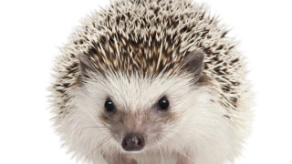 Hedgehog funny look white background - incoherent free wallpaper