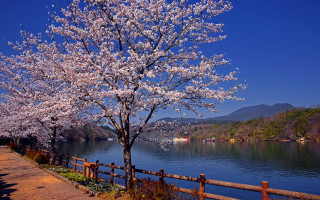 Tree white flowers lake fence - choi buk free wallpaper