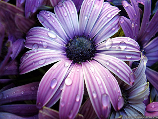 Purple flower water droplets petals 2 - a purple flower free wallpaper