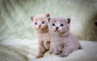 Kittens surprised blue eyes blurry - grey background free wallpaper