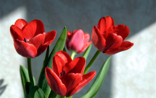 Vase red flowers table wall - top of a table next free wallpaper