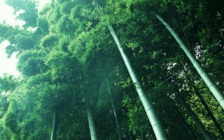 Bamboo forest dappled sunlight fireflies - sunlight free wallpaper