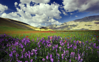 Flower field mountains clouds blue 2 - coppo di marcovaldo free wallpaper