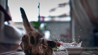 Cat playing water blurry snow - action scene free wallpaper