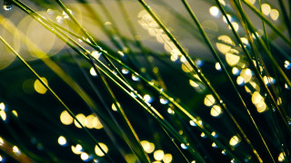 Water drops plant lens flare - a close up of a plant free wallpaper